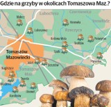 Rusza sezon na grzyby w powiecie tomaszowskim: Gdzie na grzyby w okolicach Tomaszowa? [ZDJĘCIA, MAPA]