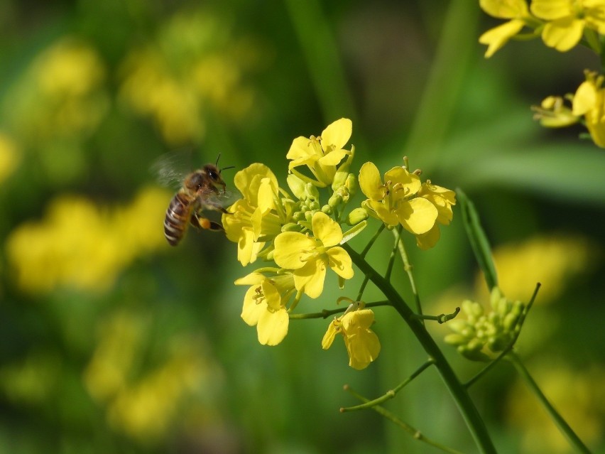 Nadchodzi czas pszczół? Posłowie do Parlamentu Europejskiego chcą programu chroniącego owady zapylacjące