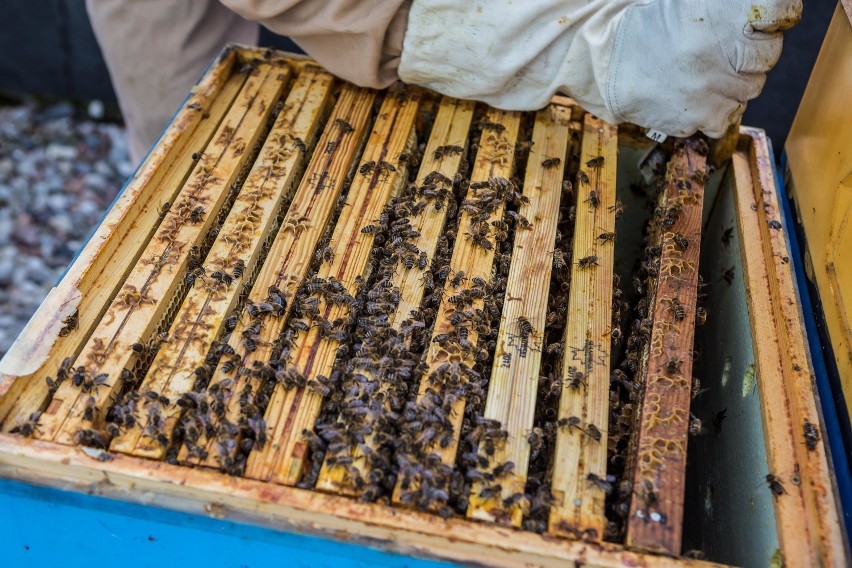 Nadchodzi czas pszczół? Posłowie do Parlamentu Europejskiego chcą programu chroniącego owady zapylacjące