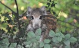 Nowe ognisko ASF! Afrykański pomór świń na terenie trzech lubuskich powiatów: świebodzińskiego, zielonogórskiego i krośnieńskiego i 