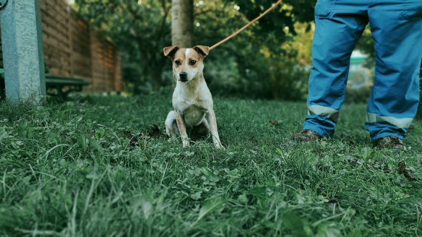 Czworonogi czekają tu na ludzi dobrego serca, którzy...