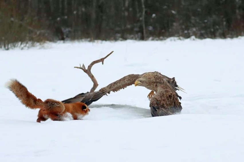 Bliskie spotkanie bielika z lisem w Puszczy Białowieskiej