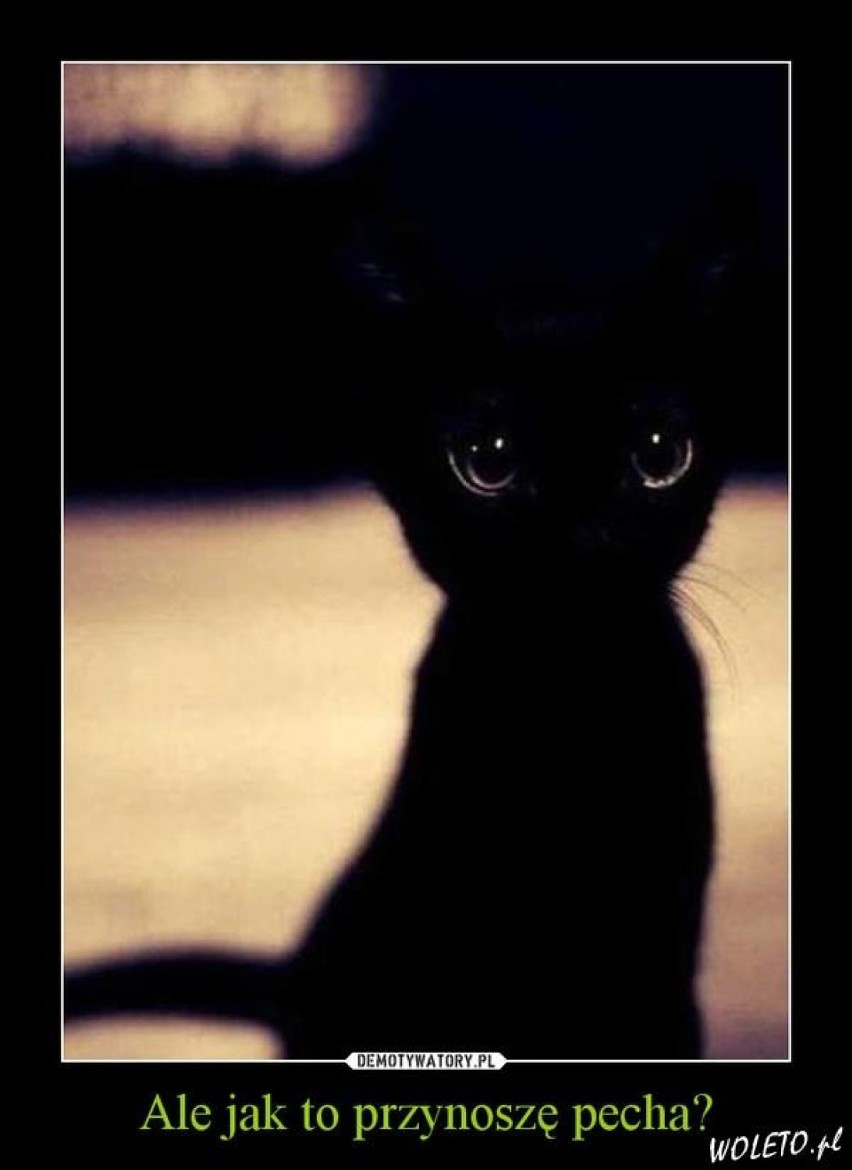 Dzień Czarnego Kota MEMY. Czarny kot wcale nie oznacza nieszczęścia!