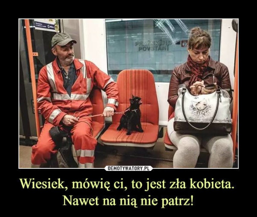 Dzień Czarnego Kota MEMY. Czarny kot wcale nie oznacza nieszczęścia!