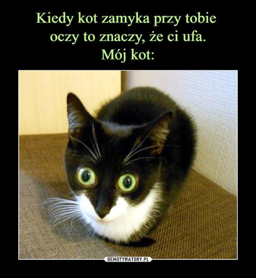 Dzień Czarnego Kota MEMY. Czarny kot wcale nie oznacza nieszczęścia!