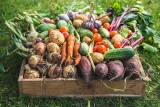 Kalendarz sezonowości warzyw i owoców. Na co jest sezon w czerwcu? Lista sezonowych owoców i warzyw