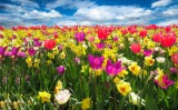 QUIZ. Czy rozpoznajesz pierwsze wiosenne kwiaty?