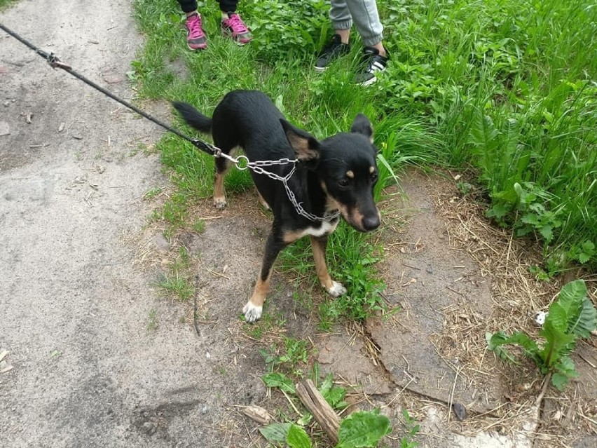 Interwencja zakończyła się nałożeniem mandatu karnego....