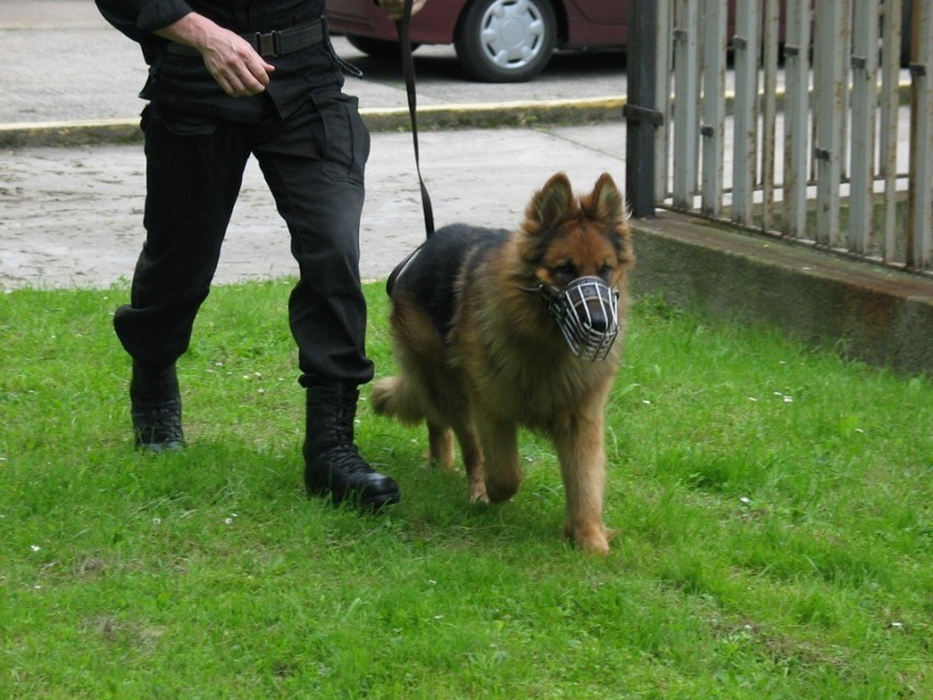 Owczarek niemiecki podczas patrolu.