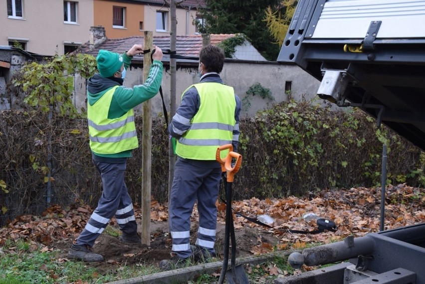 Jak wyglądała liczba posadzonych drzew w sztukach? 

W 2018...