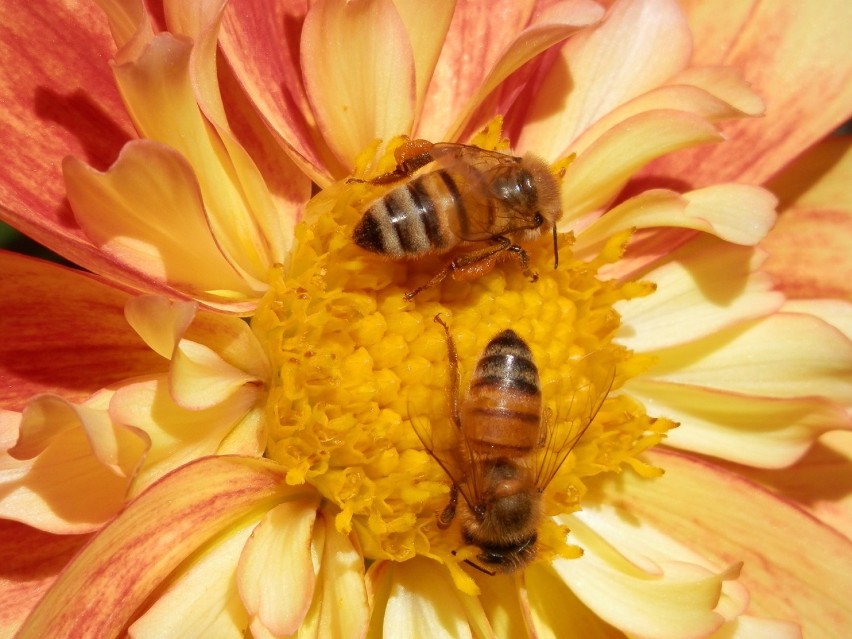 Dzisiaj Nietypowe Święto. Wielki Dzień Pszczół - 8 sierpnia