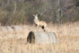 To prawda! W lasach wokół Świebodzina jest coraz więcej wilków. Watahy podchodzą coraz bliżej gospodarstw, polują, ale i... bawią się. 