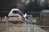 Bociek nie odleciał jesienią i stał się ulubieńcem mieszkańców Ropicy Polskiej. Ostatnio był widziany na placu budowy  [ZDJĘCIA]