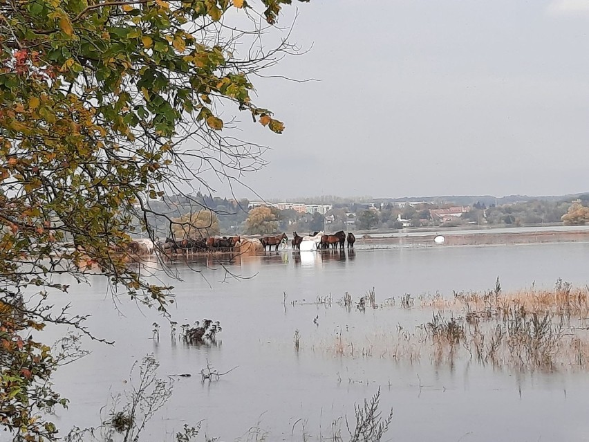 23 października ochotnicza oraz państwowa straż pożarna...