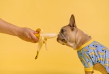 Czy psy mogą jeść banany? Mogą! Powiemy Wam też więcej: psy mogą ubrać się w bananową piżamkę. Zobaczcie psy w przebraniach!