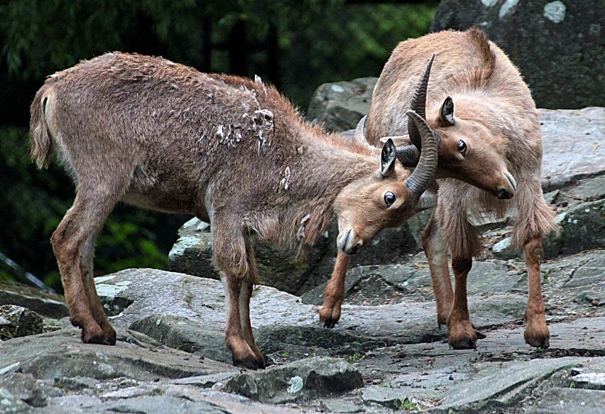 Zoo Kraków: wiosna w krakowskim Zoo [ZDJĘCIA]