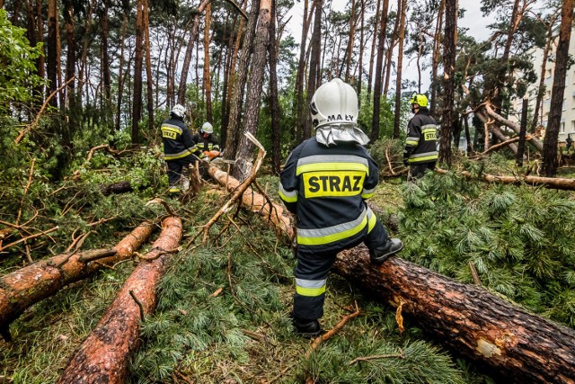 -&nbsp;Do usuwania skutków wczorajszej nawałnicy wyjeżdżaliśmy niemal 150 razy, ostatni zastęp straży wrócił z interwencji około pierwszej w nocy. Było bardzo dużo powalonych drzewa i to całych, z korzeniami, uszkodzone trakcje linii tramwajowych, samochody, pożar budynku na ul. Toruńskiej. Wśród mieszkańców odnotowaliśmy osiem osób poszkodowanych, kilka z nich trafiło do szpitala. Także dowódca zastępu straży podczas wczorajszego usuwania drzewa przy ul Kapuściska 5 został ranny, z raną szarpaną dłoni przebywa w szpitalu - podsumowuje wczorajsze i nocne działania kapitan Pałczyński ze stanowiska kierowania Komendy Miejskiej PSP w Bydgoszczy. 
-&nbsp;Od rana mamy kolejne zgłoszenia, to powalone drzewo na ulicy Opławiec oraz na drodze wojewódzkiej w miejscowości Bożenkowo - dodaje kapitan Pałczyński.


INFO Z POLSKI - przegląd najciekawszych informacji ostatnich dni w kraju - 29 czerwca 2017.

