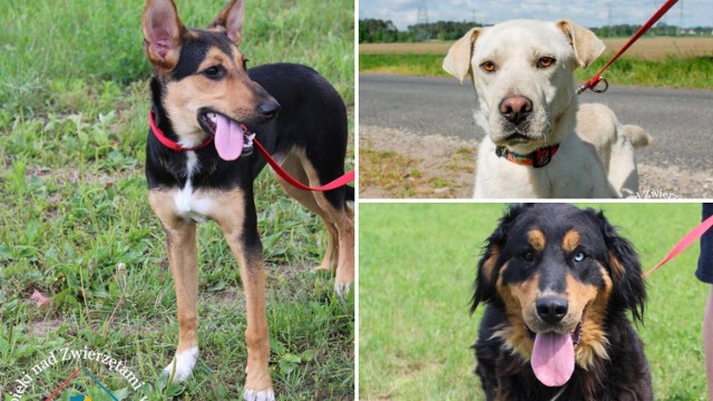 Zobacz w galerii zdjęcia psów z Golubia-Dobrzynia, które trafiły do Ośrodka Opieki nad Zwierzętami w Węgrowie pod Grudziądzem