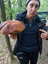 Znalazł grzyba giganta. Z lasu wyniósł 35 kg grzybów! Zdradza, gdzie rosną takie okazy i gdzie z lasu wyniesiecie pełne kosze