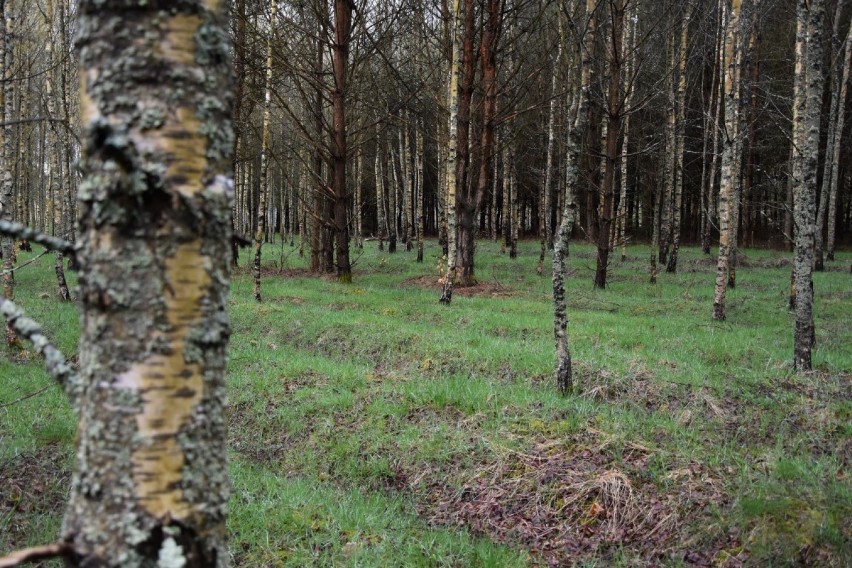 Bushcraft w powiecie wejherowskim. W tych miejscach możecie zanocować w lesie