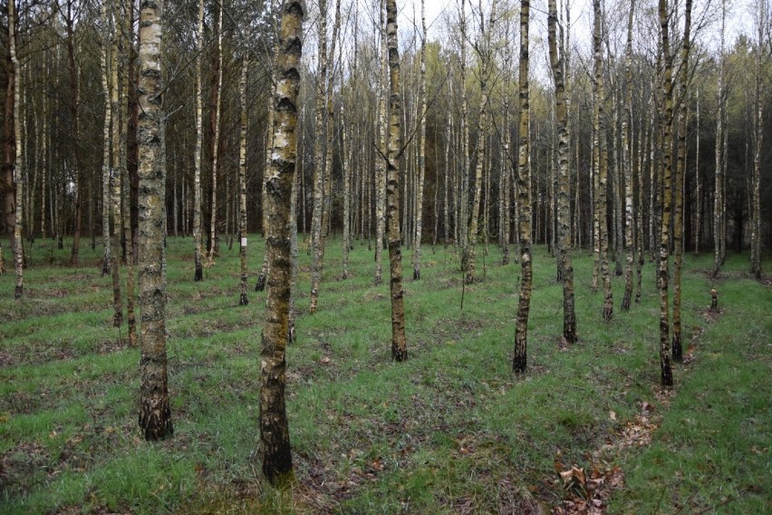 Bushcraft w powiecie wejherowskim. W tych miejscach możecie zanocować w lesie