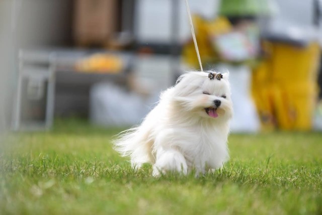 W niedzielę 30 maja w Kargowej odbyła się Krajowa Wystawa Psów 9. Grupy FCI oraz pierwsza w Polsce Wystawa Psów Rasy Chihuahua. Impreza odbyła się na stadionie miejskim, a od psich piękności nie sposób było oderwać wzrok!  

Chociaż w nazwie wystaw pojawia się "krajowa" to można śmiało rzec, że było to wydarzenie międzynarodowe. Na wystawie pojawiły się psiaki z Niemiec, Czech, Holandii, jeden nawet ze Stanów Zjednoczonych. W ramach Krajowej Wystawy pojawiło się siedem klas wystawowych: od młodszych szczeniąt po weteranów. Zwieńczeniem wystawy było wyróżnienie i nagrodzenie psiaków w kategoriach: Najpiękniejsze Młodsze Szczenię, Najpiękniejsze Szczenię, Najpiękniejszy Junior, Najpiękniejszy Weteran, Najlepsza Para, Najlepsza Grupa Hodowlana, Najpiękniejszy Pies Oddziału Zielona Góra oraz Najpiękniejszy Pies Wystawy (Best In Show).

Zobaczcie zdjęcia tych przepięknych pupili! >>>