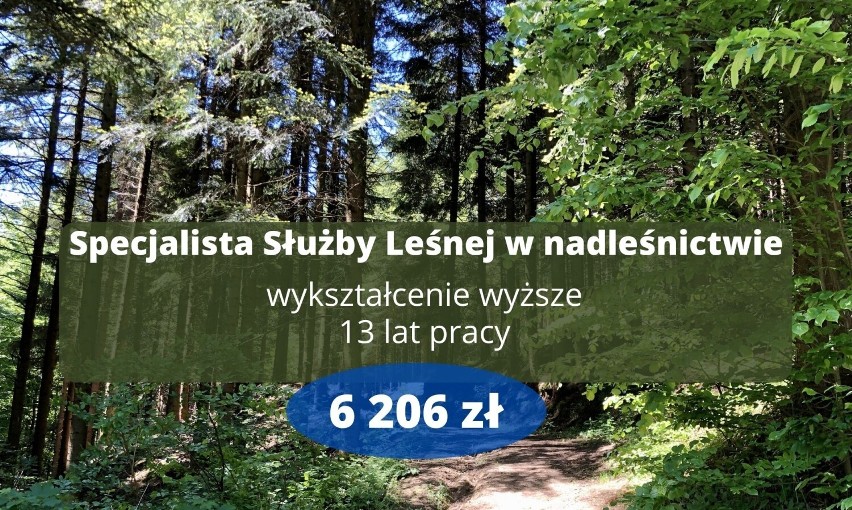 Ile zarabiają leśnicy na Podkarpaciu? Wynagrodzenia w nadleśnictwach i RDLP w Krośnie. Stawki od stażystów po dyrektorów