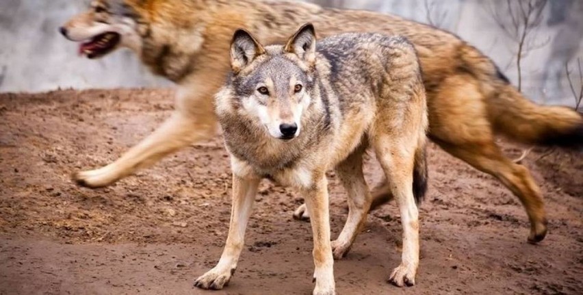 Na Dolnym Śląsku mieszkają wilki. Co najmniej dwie watahy [ZDJĘCIA]