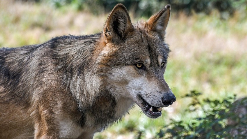 Na Dolnym Śląsku mieszkają wilki. Co najmniej dwie watahy [ZDJĘCIA]