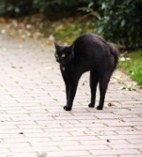 Strach się bać! Dziś piątek trzynastego! Dlaczego ten dzień uważamy za pechowy? Sprawdź 