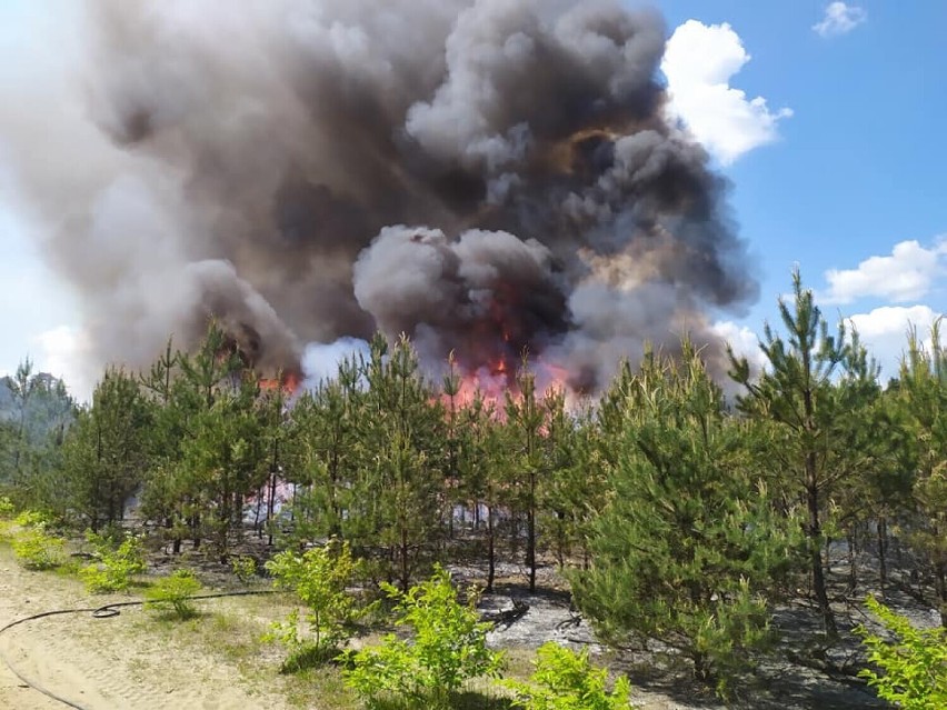Pożar lasu w okolicy Olkusza. Pierwszą informację strażacy...