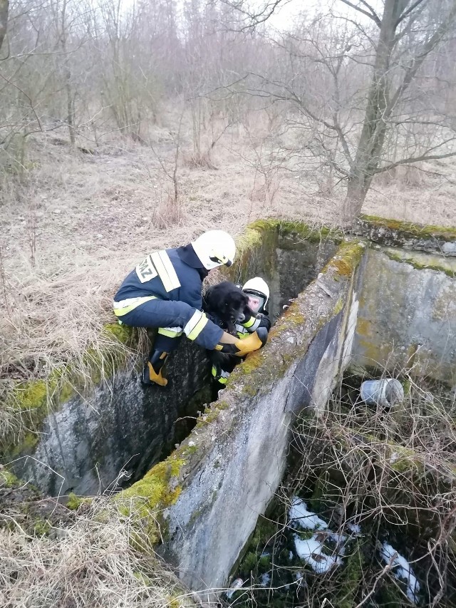 Druhowie z OSP Mokowo wydostali psa, który wpadł do starego silosu.