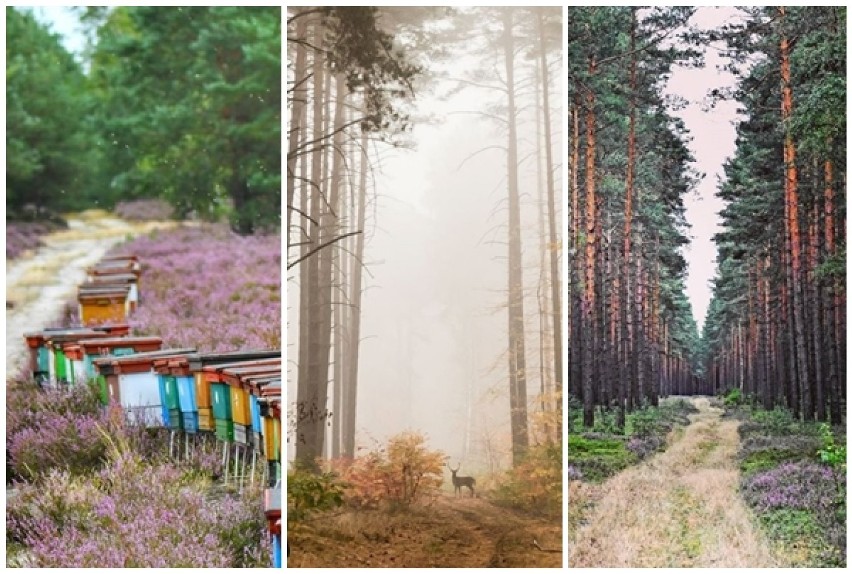 Bory Dolnośląskie zachwycają obfitością barw. Zobacz największy kompleks leśny w Europie Środkowej oczami Instagramerów