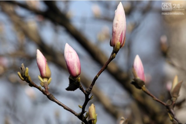 Symbolem wiosny w Szczecinie są nie tylko wszechobecne krokusy. Na to miano dużo wcześniej zasłużyły magnolie, których pąki właśnie otwierają się.

Czytaj także: Będą mandaty. Zdjęcie wśród krokusów - 500 zł  