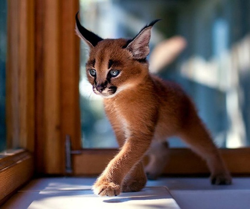 15 najładniejszych kotów świata. Nie oderwiesz od nich oczu...