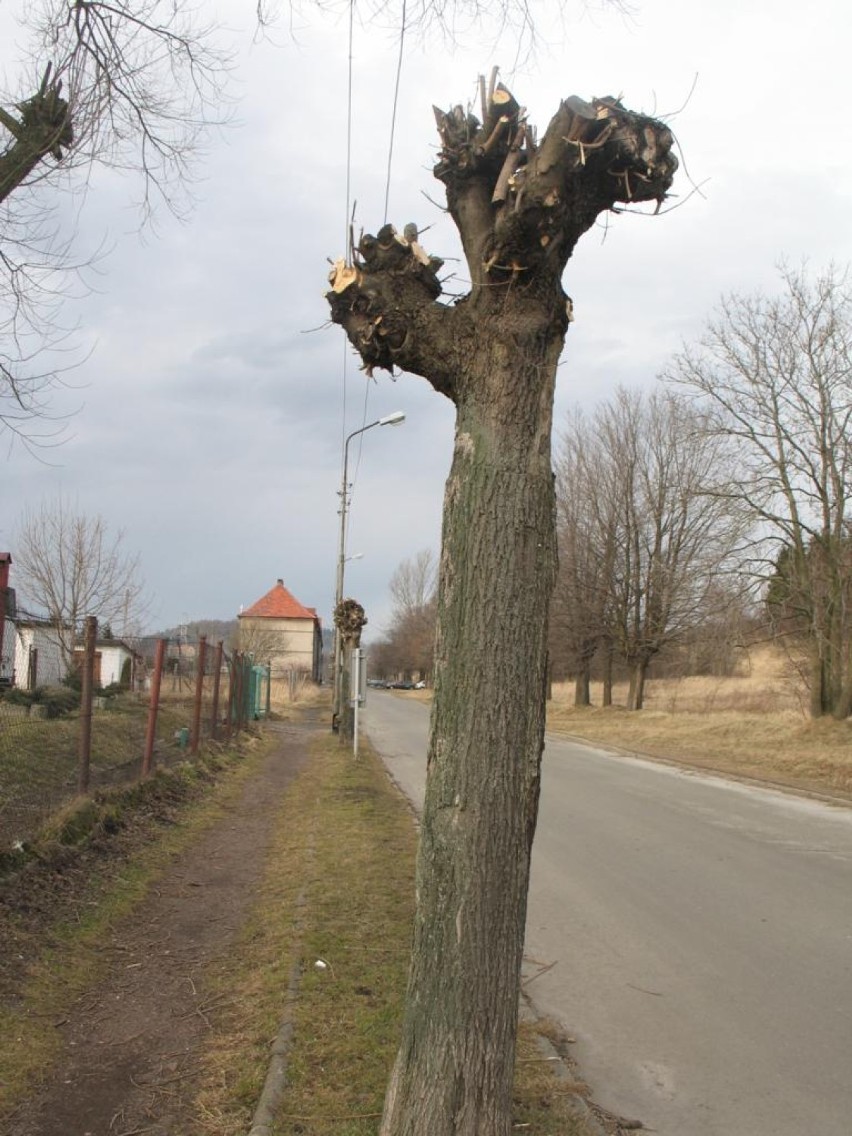 Przecinka drzew w Boguszowie-Gorcach
