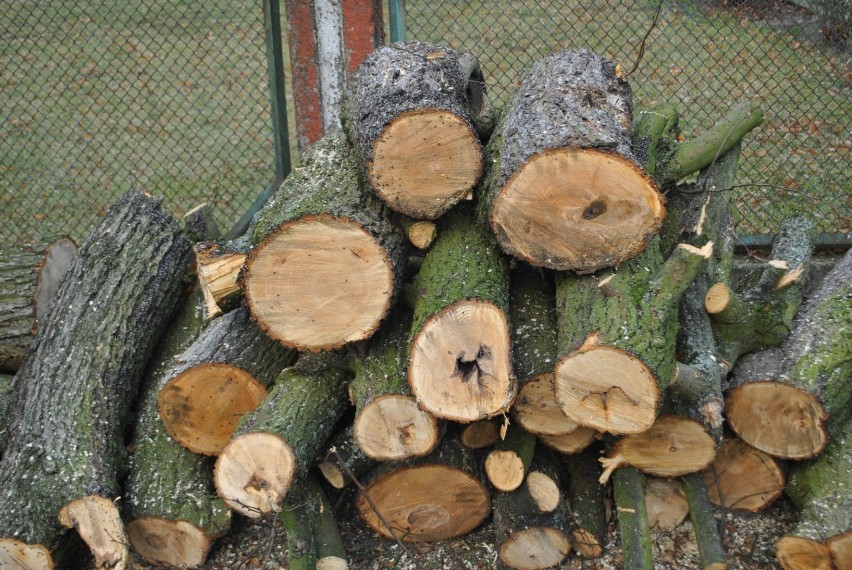 Wolsztyn: Wycinka drzew w mieście - wielkie obawy mieszkańców, bo nie wszystkim się to podoba [Zdjęcia]                                    