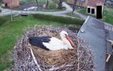 Poznaj bociany z okolicy Nowej Soli. Ptaki już wysiadują jaja i czekają na młode. Ich życie w gniazdach można oglądać przez całą dobę