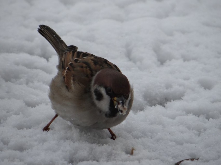 Ptaki zimy w Zduńskiej Woli [zdjęcia]          
