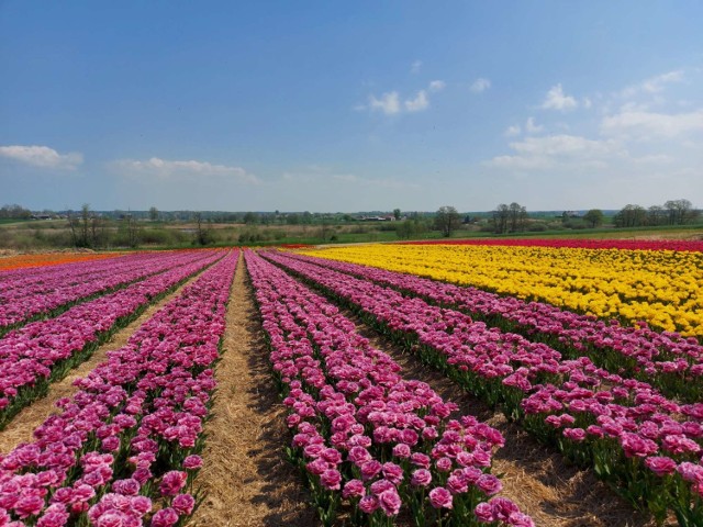 Na polach Bogdana Królika właśnie zakwitlo dziesięć milionów tulipanów. To „polska Holandia” - mówią ci, którzy je oglądają (13.05.2021).