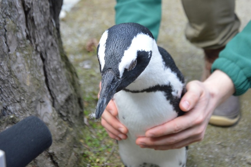 W zoo we Wrocławiu jenot zabił Janusha i inne pingwiny                       