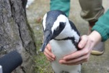 W zoo we Wrocławiu jenot zabił Janusha i inne pingwiny                       