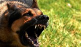 Surowsze kary dla właścicieli psów. Sąd może nałożyć grzywnę w wysokości nawet 5.000 zł