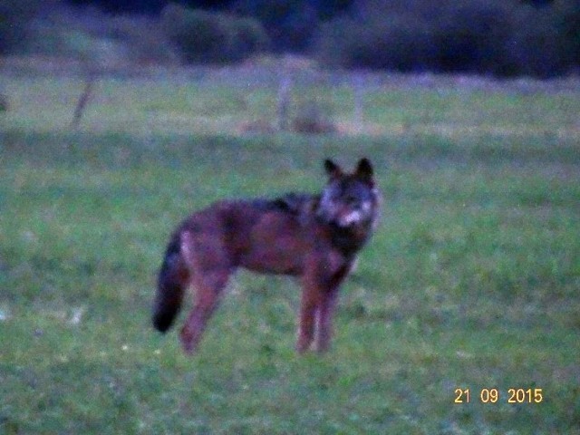 Pan Marek w poniedziałek 21 września 2015 roku między Starym Polichnem i Murzynowem natknął się na wilki. Zapadał już zmrok, ale udało mu się zrobić kilka fotografii. - Jestem bardzo szczęśliwy, że doczekałem czasów kiedy te zwierzęta pojawiły się u nas na stałe. Musimy nauczyć się z nimi żyć tak jak nasi rodacy we Wschodniej Polsce, na Mazurach. Tam wilki są od zawsze i wszyscy to akceptują - opisywał nam wówczas spotkanie na terenie gminy Santok Marek Kowalski.