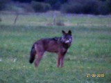 W Lubuskiem mamy coraz więcej wilków! Są także nieopodal Świebodzina. Drapieżniki podchodzą bliżej domostw