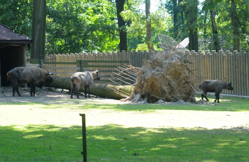 Trwa sprzątanie w krakowskim zoo
