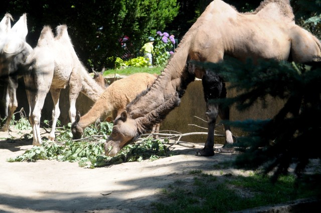 Trwa sprzątanie w krakowskim zoo