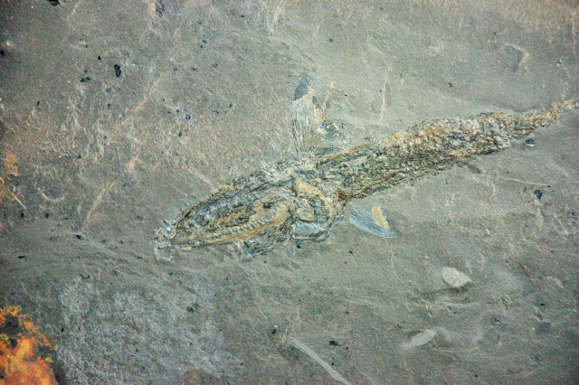 Ryba sprzed 230 mln lat. Na znalezisko natrafili górnicy z kopalni Lubin w 2010 roku