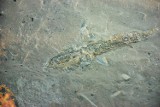 Dacie wiarę? Aż 230 mln lat ma ryba znaleziona pod ziemią w kopalni KGHM. Skąd się tam wzięła?