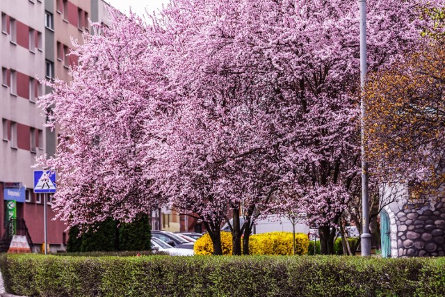 W Żarach posadzone na miejskich skwerach śliwy wiśniowe zakwitły na różowo. Oczywiście wtóruje im forsycja, która robi niezłą konkurencję różowym drzewkom. Miasto w takiej odsłonie wygląda wyjątkowo korzystnie. Miejmy nadzieję, że już od przyszłego tygodnia ulice miasta także się zazielenią.